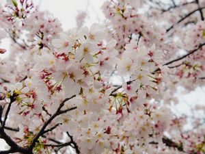 SAKURA - FLORES DE CEREJEIRA
