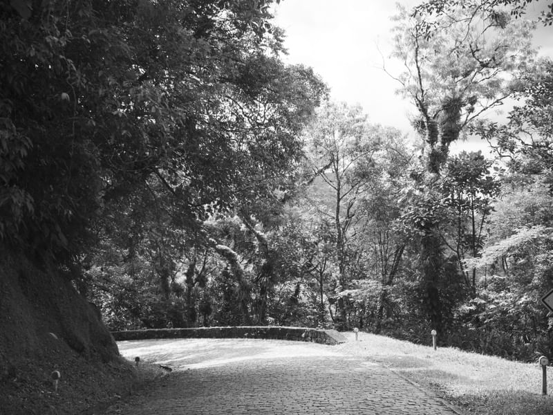 A FLORESTA NA ESTRADA DA GRACIOSA