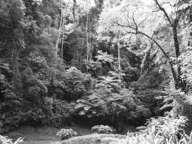 A FLORESTA TROPICAL