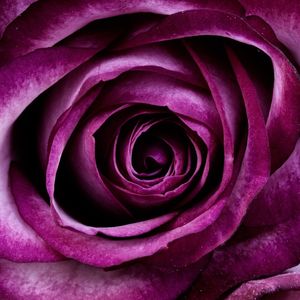 ROSA DESABROCHANDO