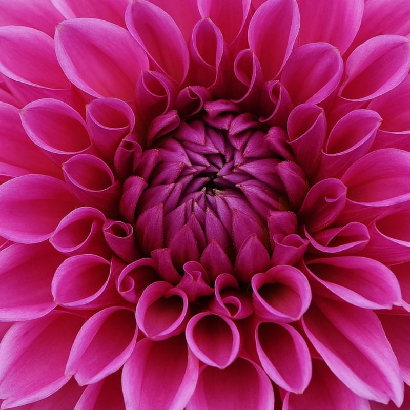 DALIA FLOR