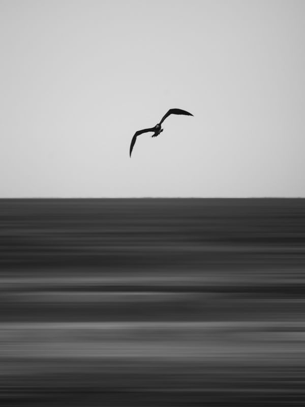 NATUREZA: BIRD MINIMALIST