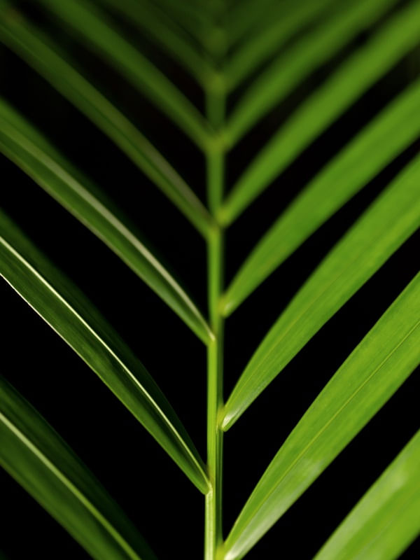 PALMEIRA PARADISE GREEN