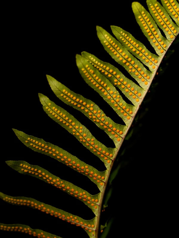 SAMAMBAIA DETAILS I