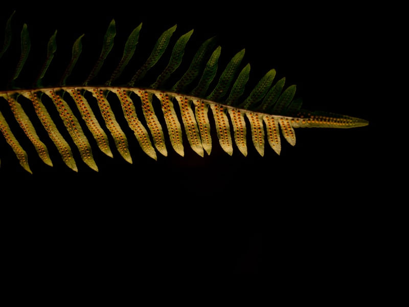 SAMAMBAIA DETAILS II