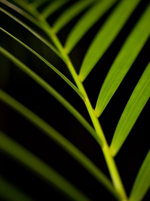 PALMEIRA PARADISE GREEN II