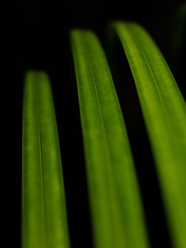 PALMEIRA MINIMAL II