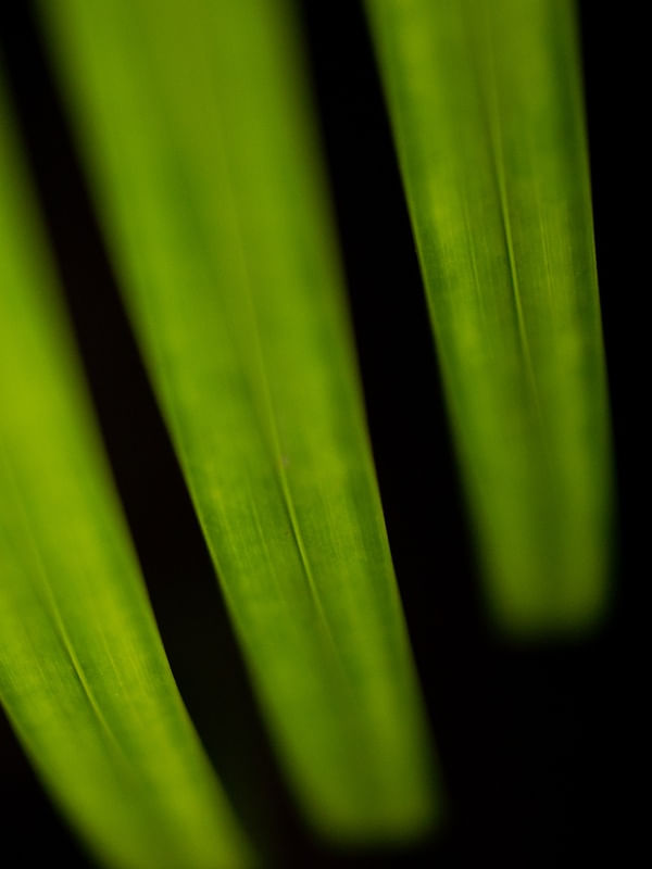 PALMEIRA MINIMAL