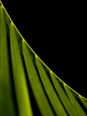 PALMEIRA PARADISE GREEN I