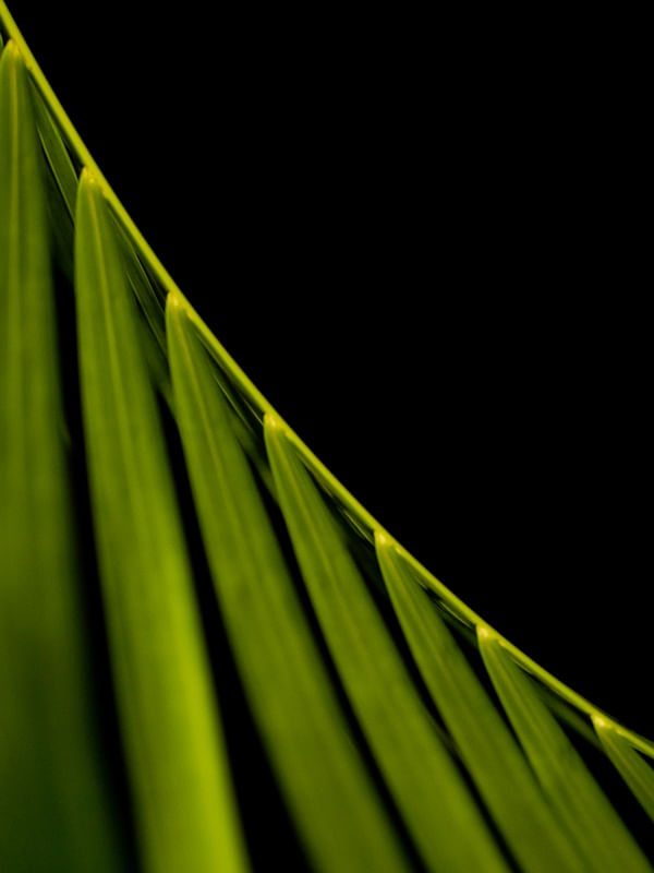 PALMEIRA PARADISE GREEN I