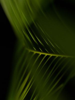 PALMEIRA MINIMAL III