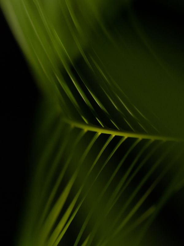 PALMEIRA MINIMAL III