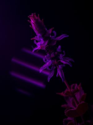 LAVANDA VIOLET II