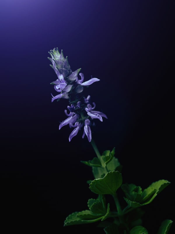 LAVANDA VIOLET