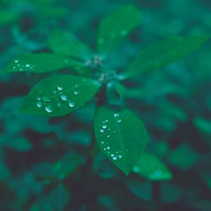 WINTER GARDEN II