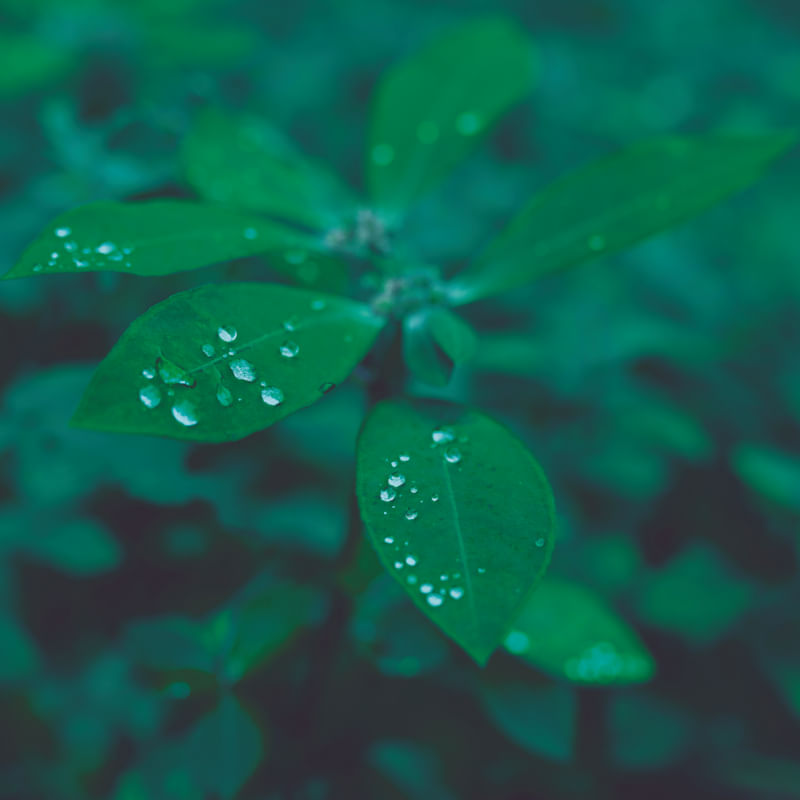 WINTER GARDEN II