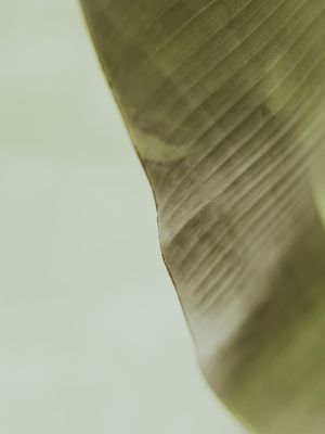 TROPICAL BANANA GREEN