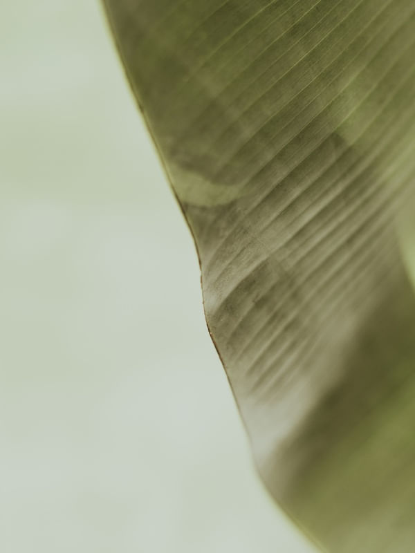 TROPICAL BANANA GREEN