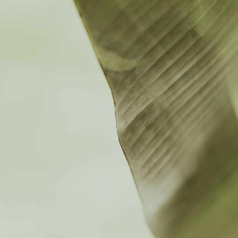 TROPICAL BANANA GREEN I
