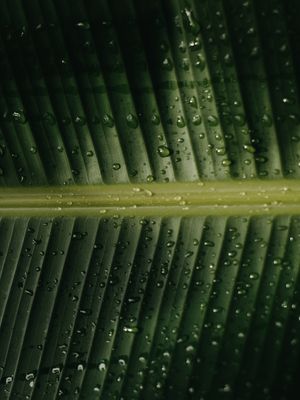 TROPICAL BANANA GREEN II