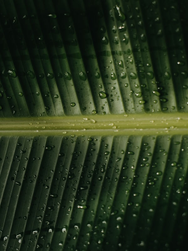 TROPICAL BANANA GREEN II