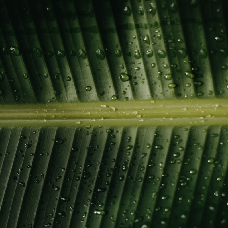 TROPICAL BANANA GREEN III