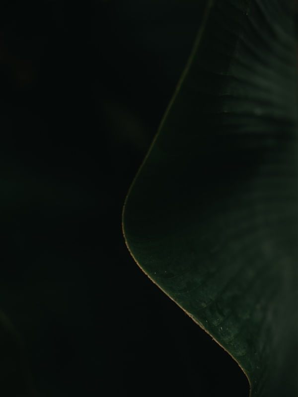 TROPICAL BANANA GREEN IIII