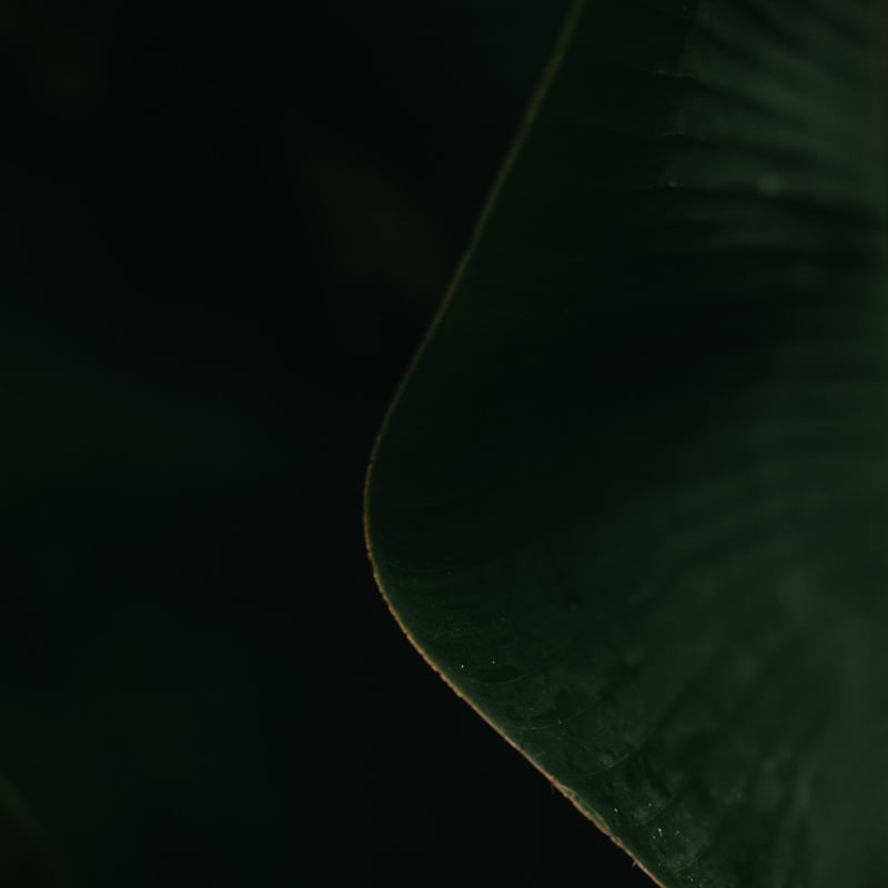 TROPICAL BANANA GREEN V