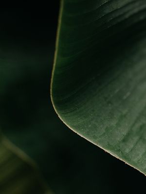 TROPICAL BANANA GREEN VI