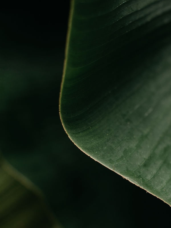 TROPICAL BANANA GREEN VI
