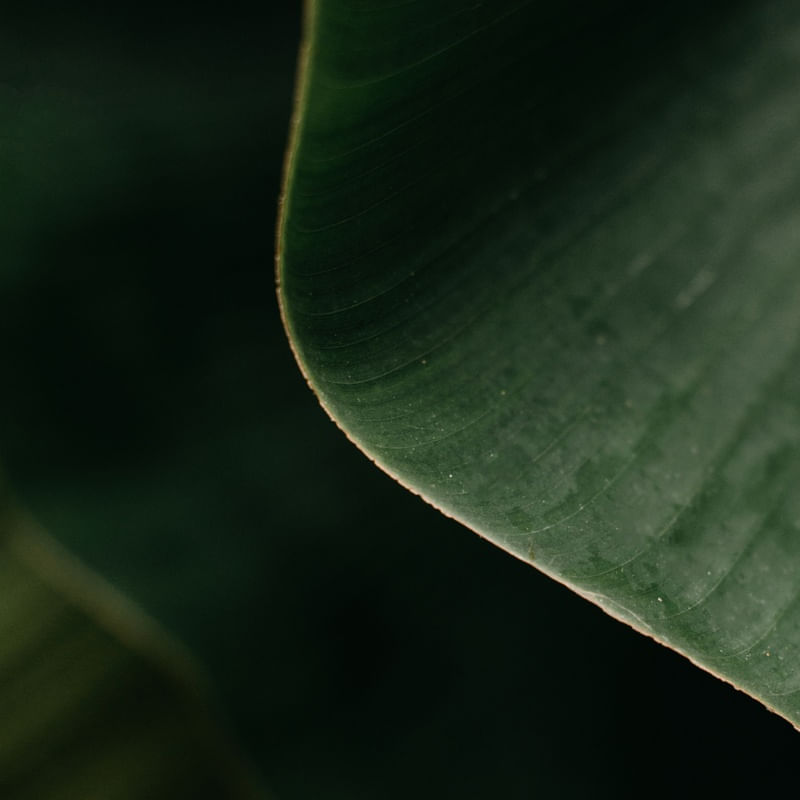 TROPICAL BANANA GREEN VII