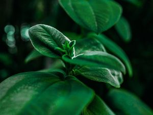 LEAF - PLANTA VERDE
