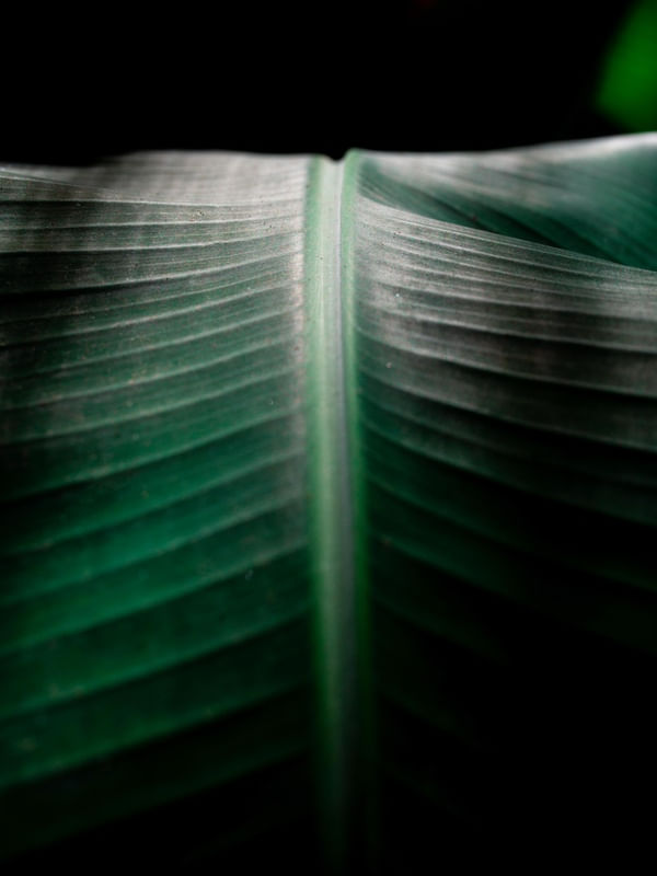 LEAF BANANA