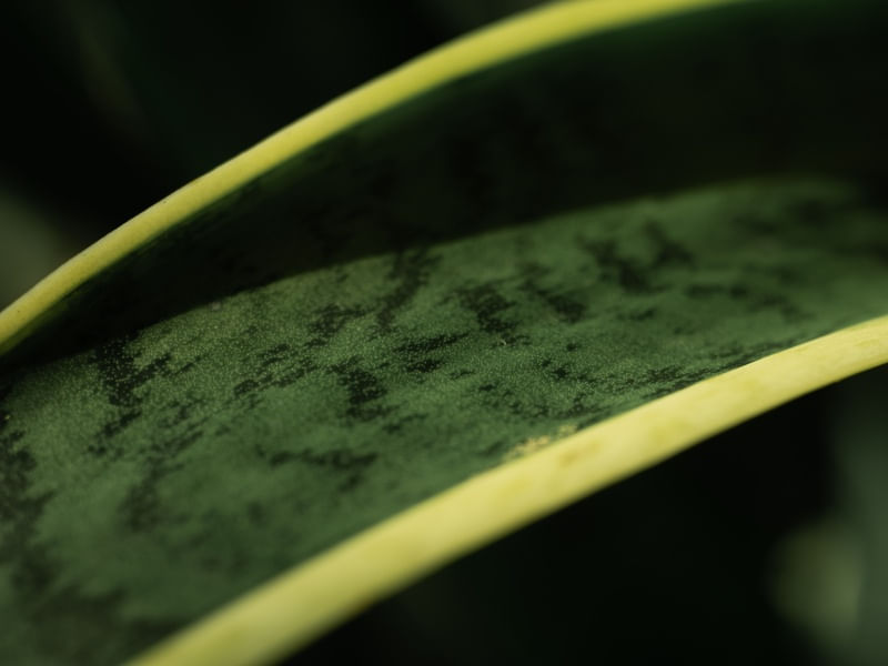 ESPADA DE SÃO JORGE I FOLHA VERDE