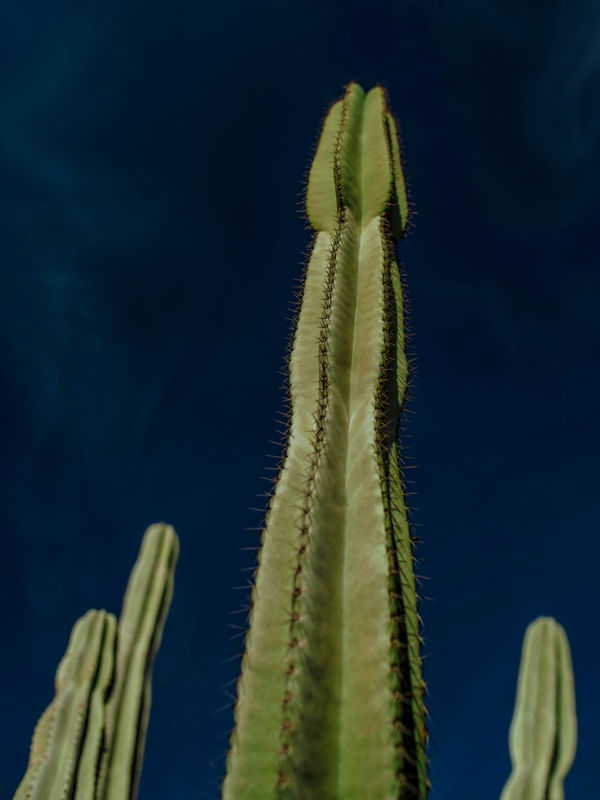 CACTOS CACTUS CÉU