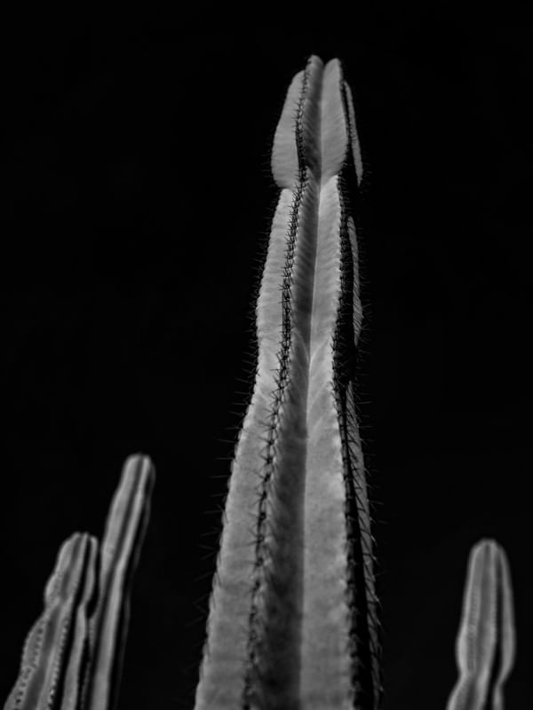 CACTOS CACTUS P&B