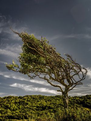 ÁRVORE VENTANIA