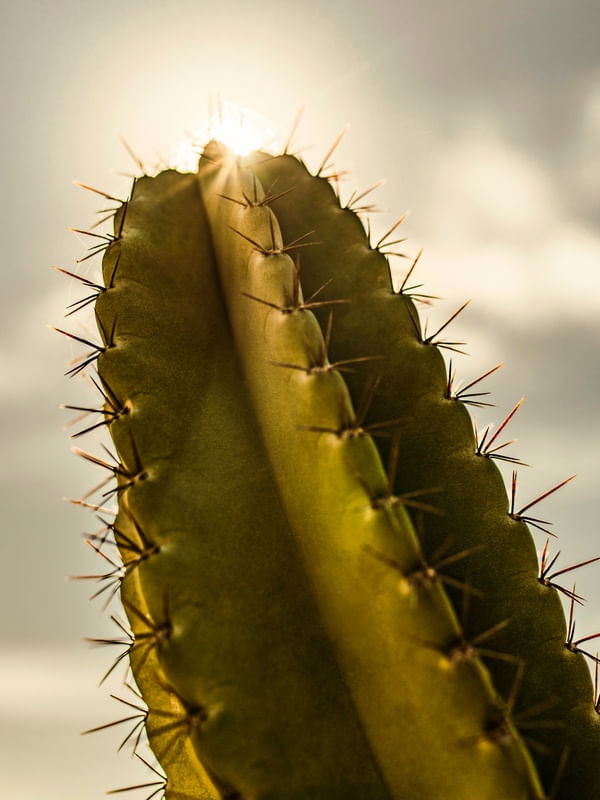CACTOS SOL I