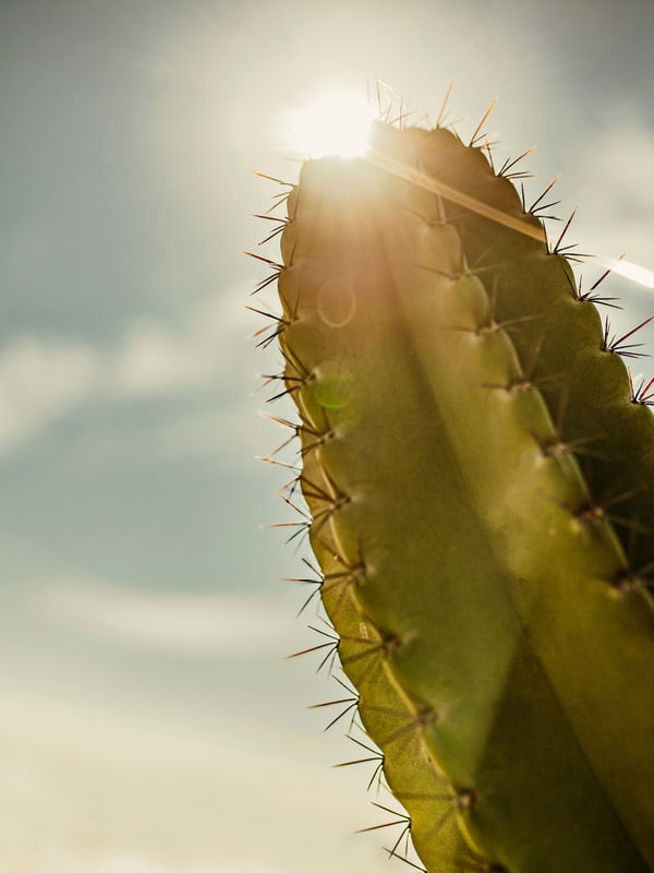CACTOS SOL II