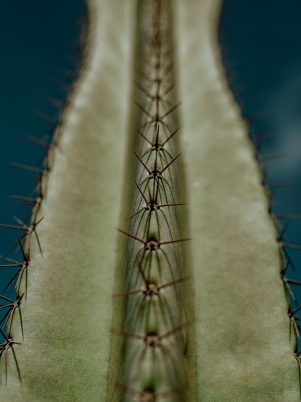 CACTOS I CACTUS