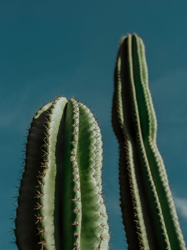 CACTOS I CACTUS I