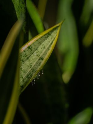 ESPADA DE SÃO JORGE I FOLHA VERDE I