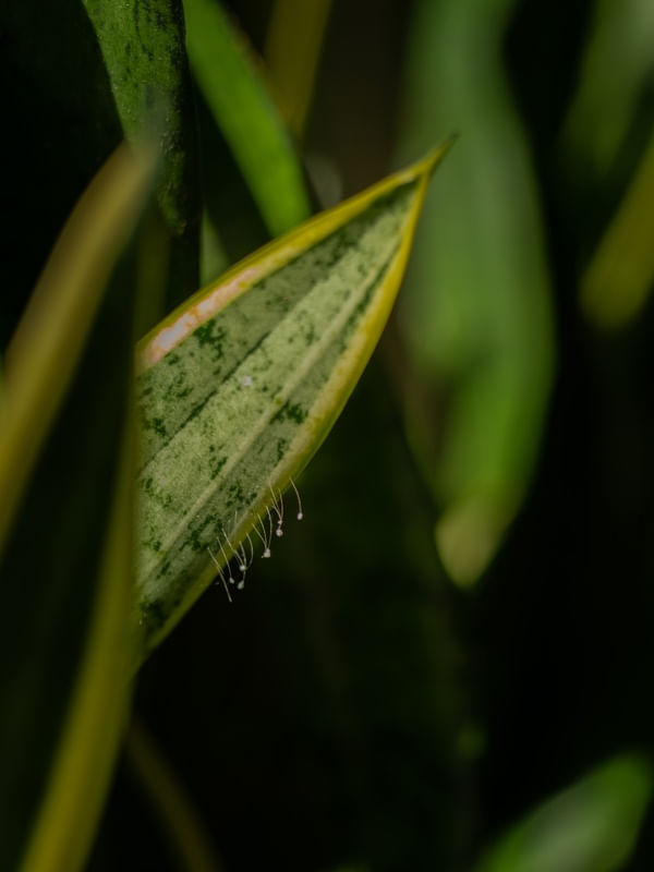 ESPADA DE SÃO JORGE I FOLHA VERDE I