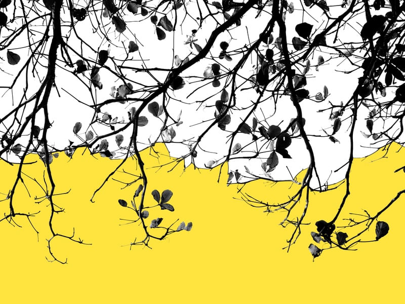 FOLHAGEM - AMARELO CINZA