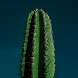CACTO | CACTUS III