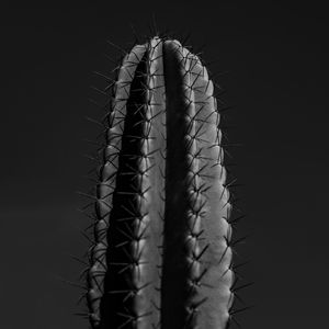 CACTO | CACTUS - PRETO E BRANCO