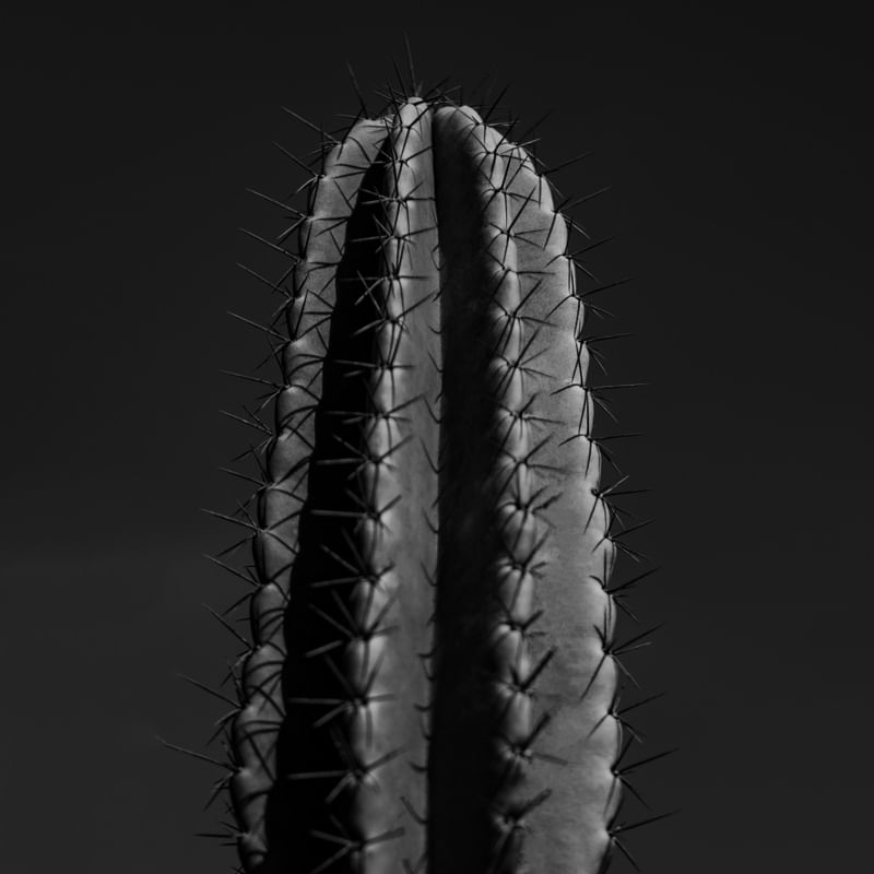 CACTO | CACTUS - PRETO E BRANCO