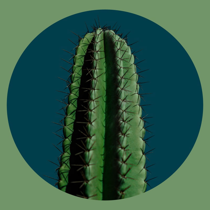 CACTO | CACTUS - GREEN