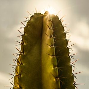 CACTO SOL II