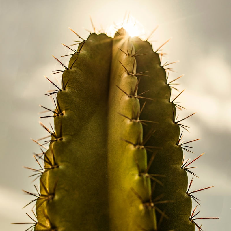 CACTO SOL II